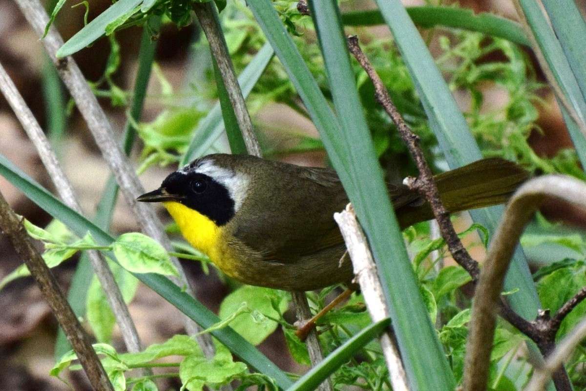 Paruline masquée - ML28518011