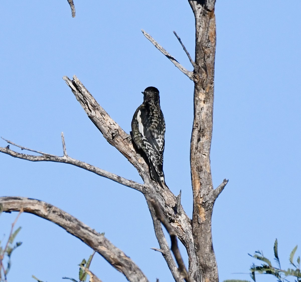 Yellow-bellied Sapsucker - ML285180111