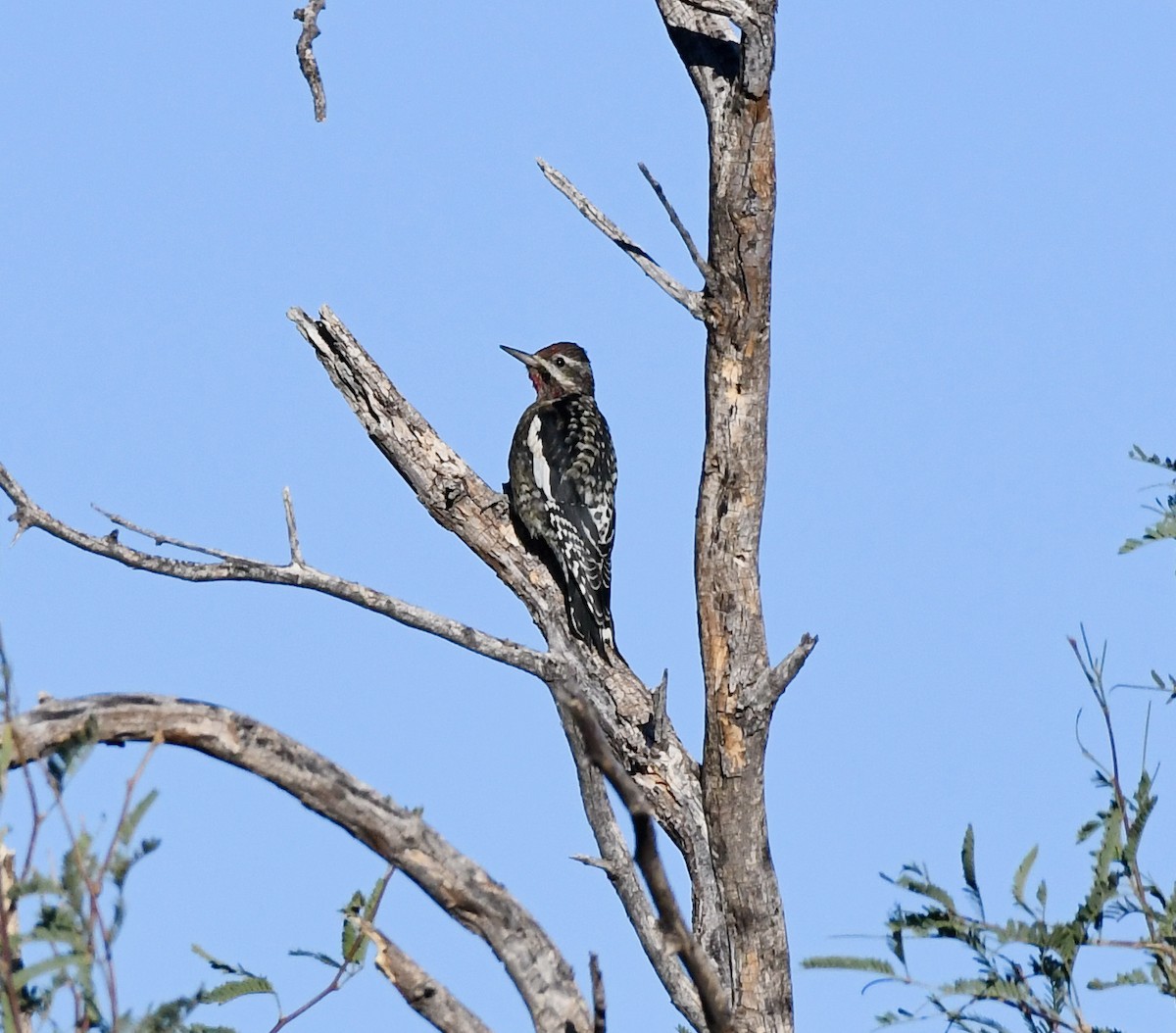 Yellow-bellied Sapsucker - Adam Dudley