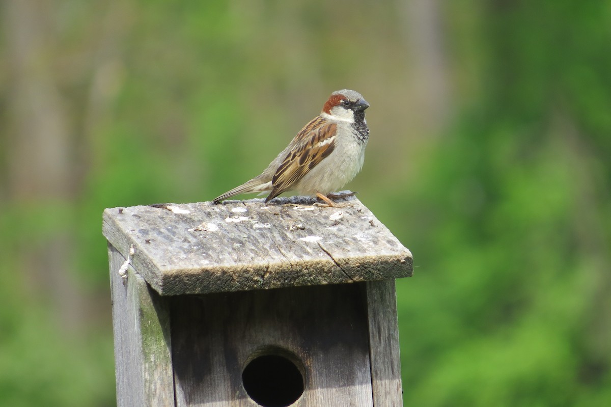 Moineau domestique - ML28518111