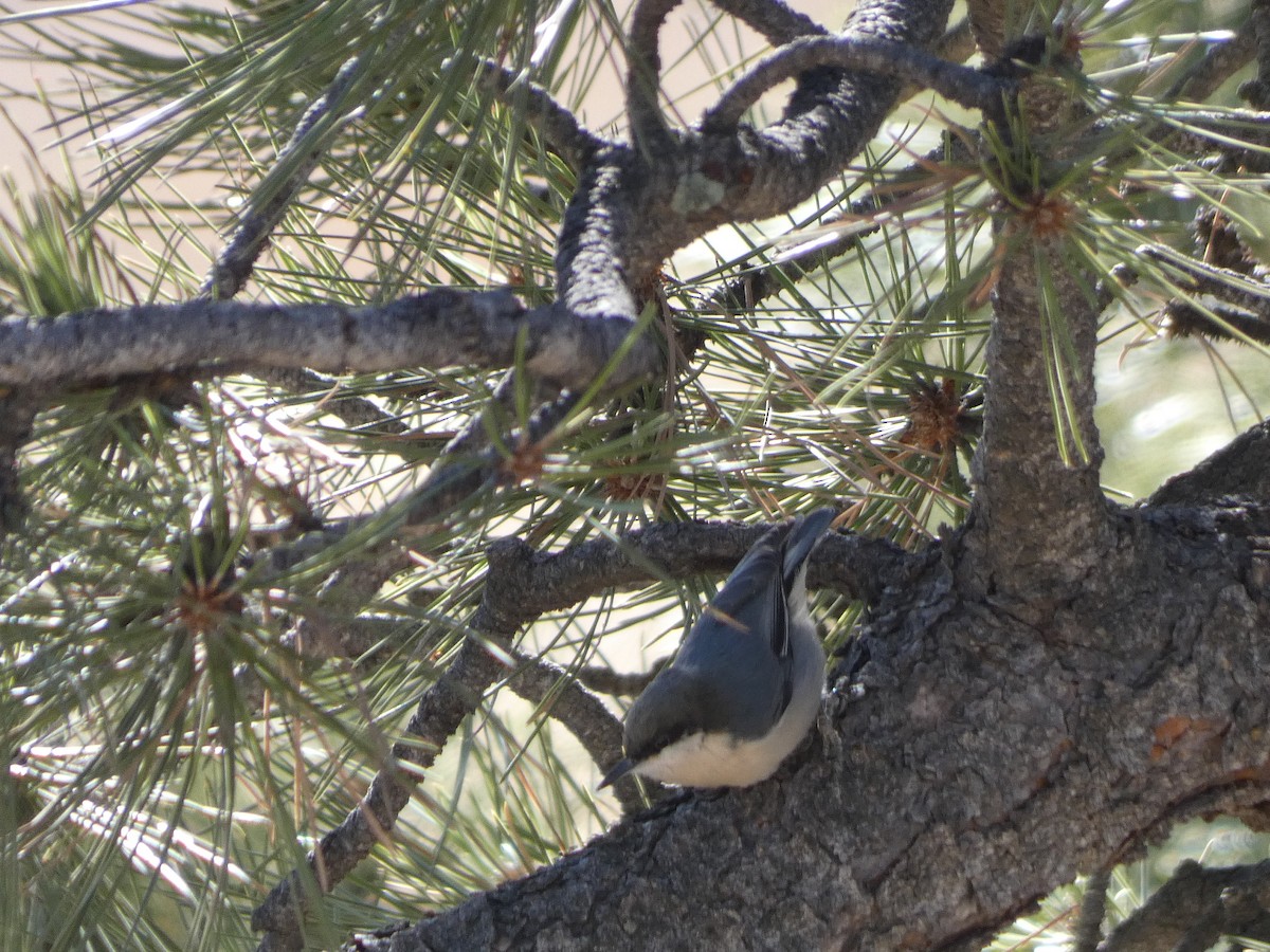 Pygmy Nuthatch - ML285181181