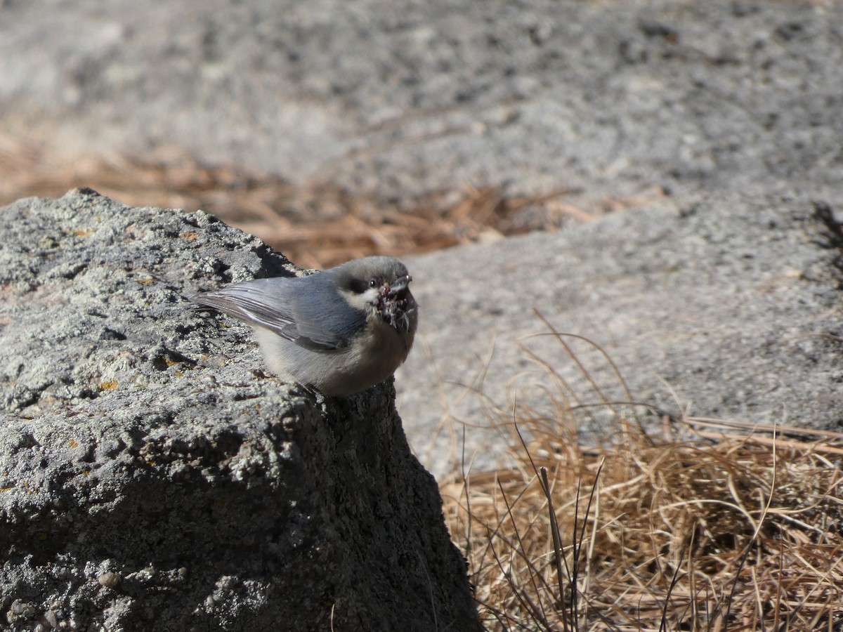 Pygmy Nuthatch - ML285181191