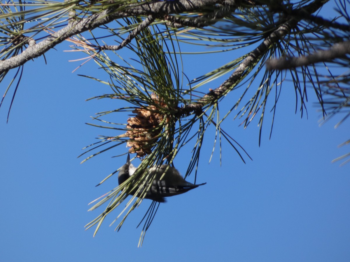 Pygmy Nuthatch - ML285181201