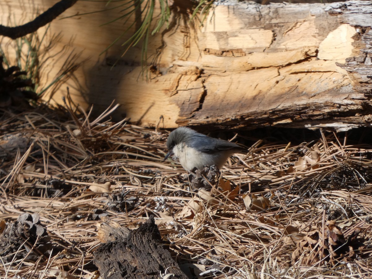 Pygmy Nuthatch - ML285181211
