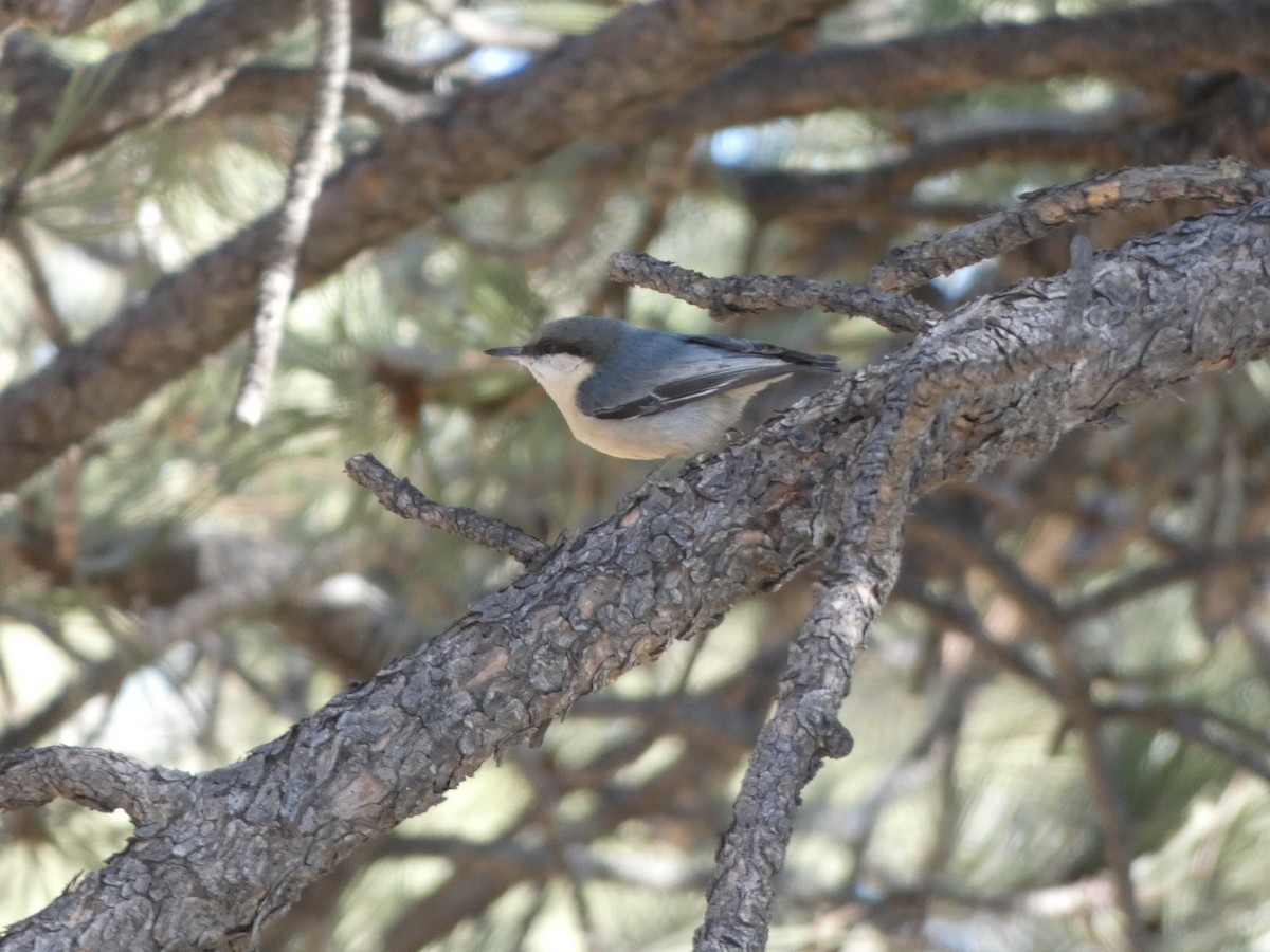 Pygmy Nuthatch - ML285181261