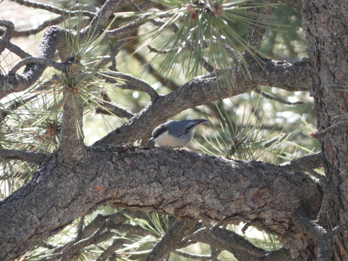 Pygmy Nuthatch - ML285181291