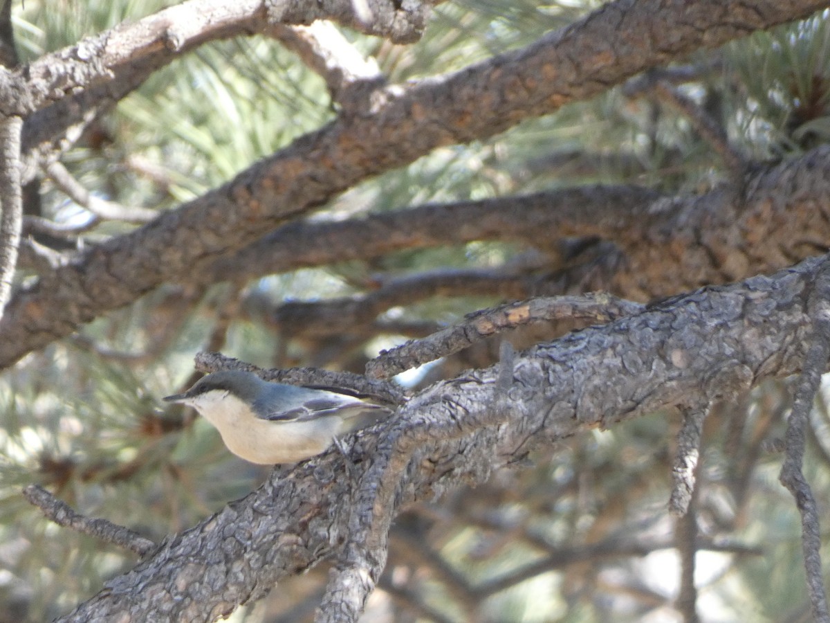 Pygmy Nuthatch - ML285181311