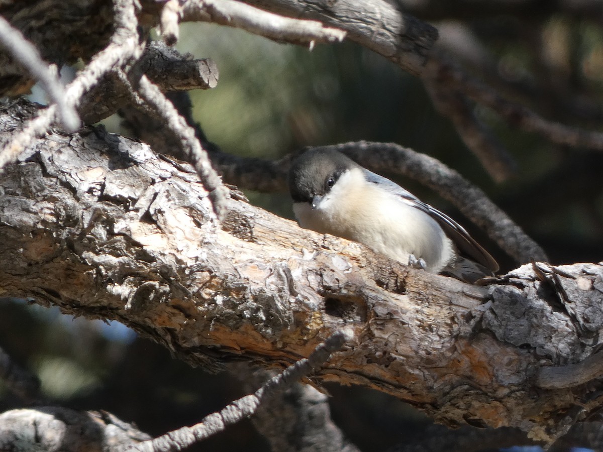 Pygmy Nuthatch - ML285181331