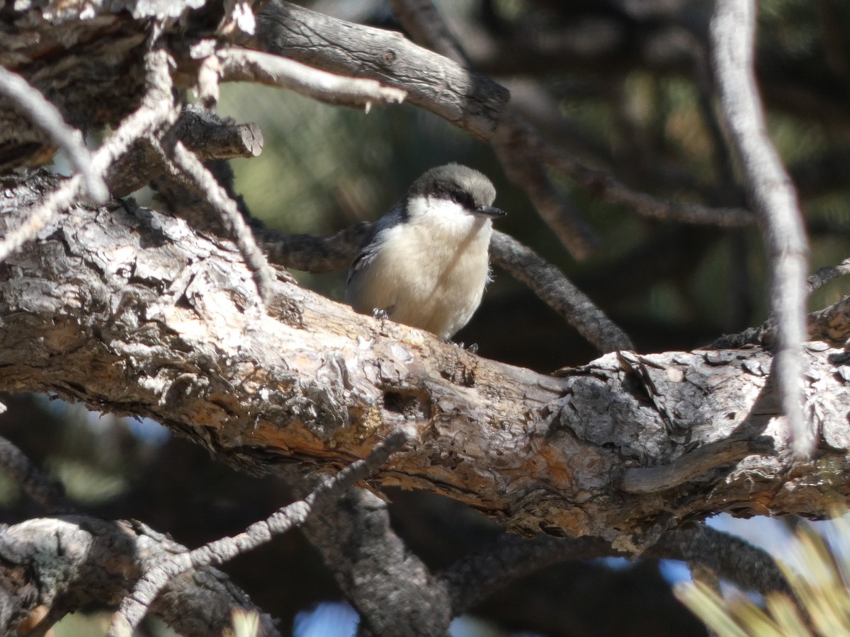 Pygmy Nuthatch - ML285181351