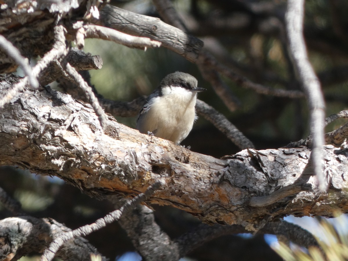 Pygmy Nuthatch - ML285181361