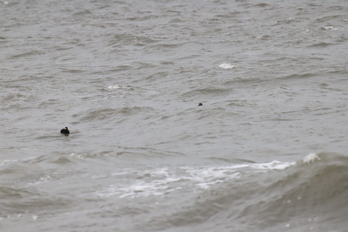 Black Scoter - ML285181521