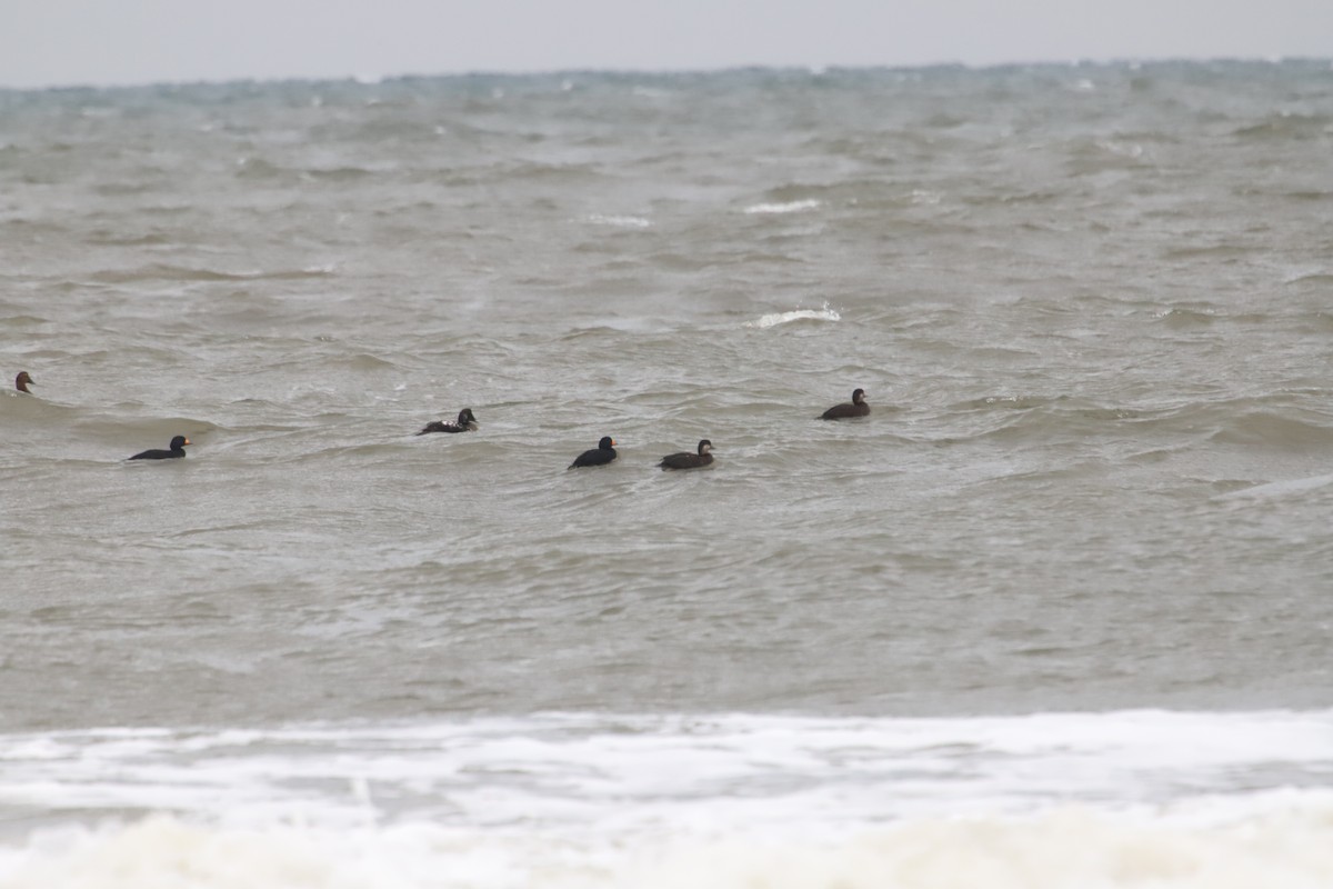 Black Scoter - ML285181791