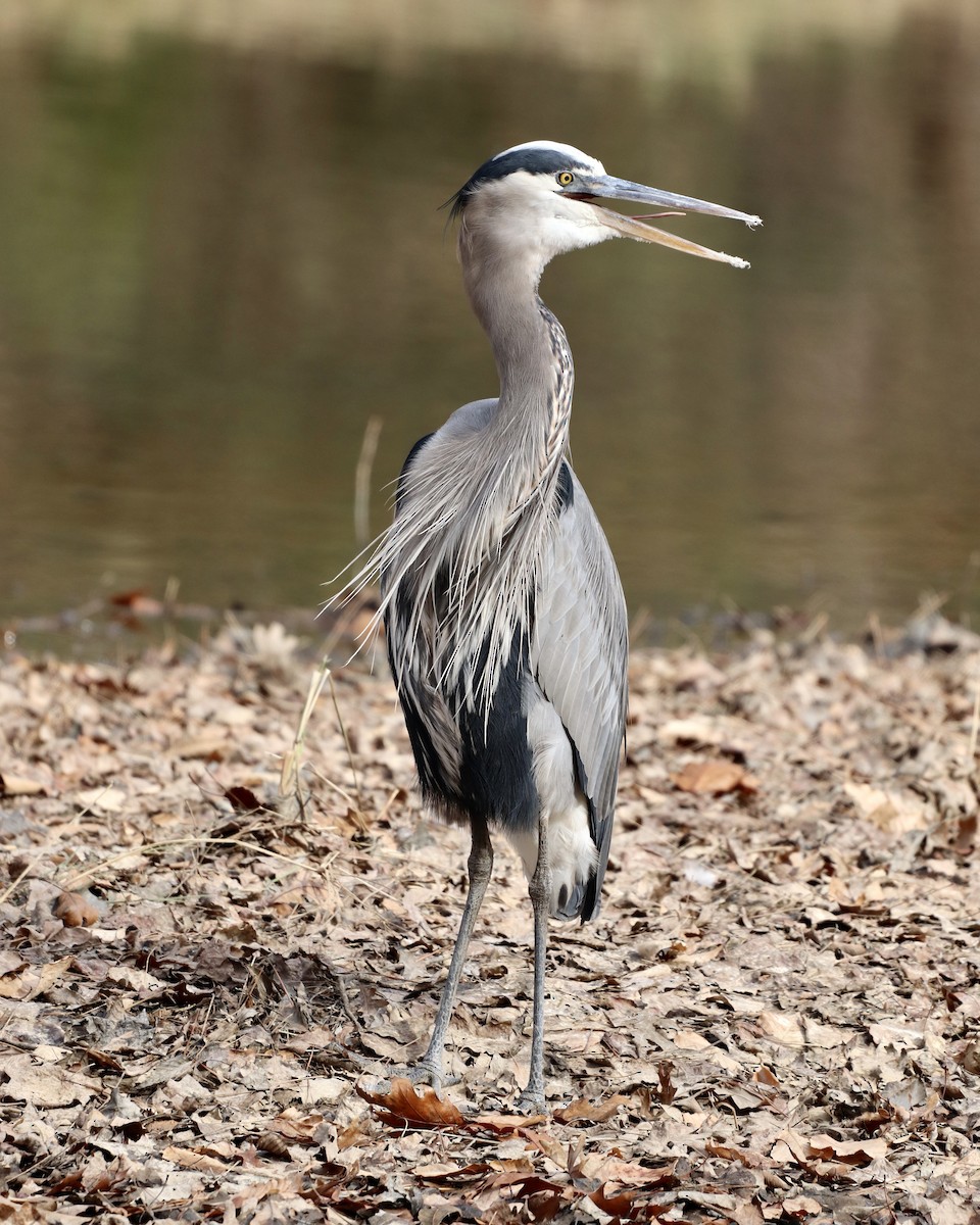 Great Blue Heron - ML285182361