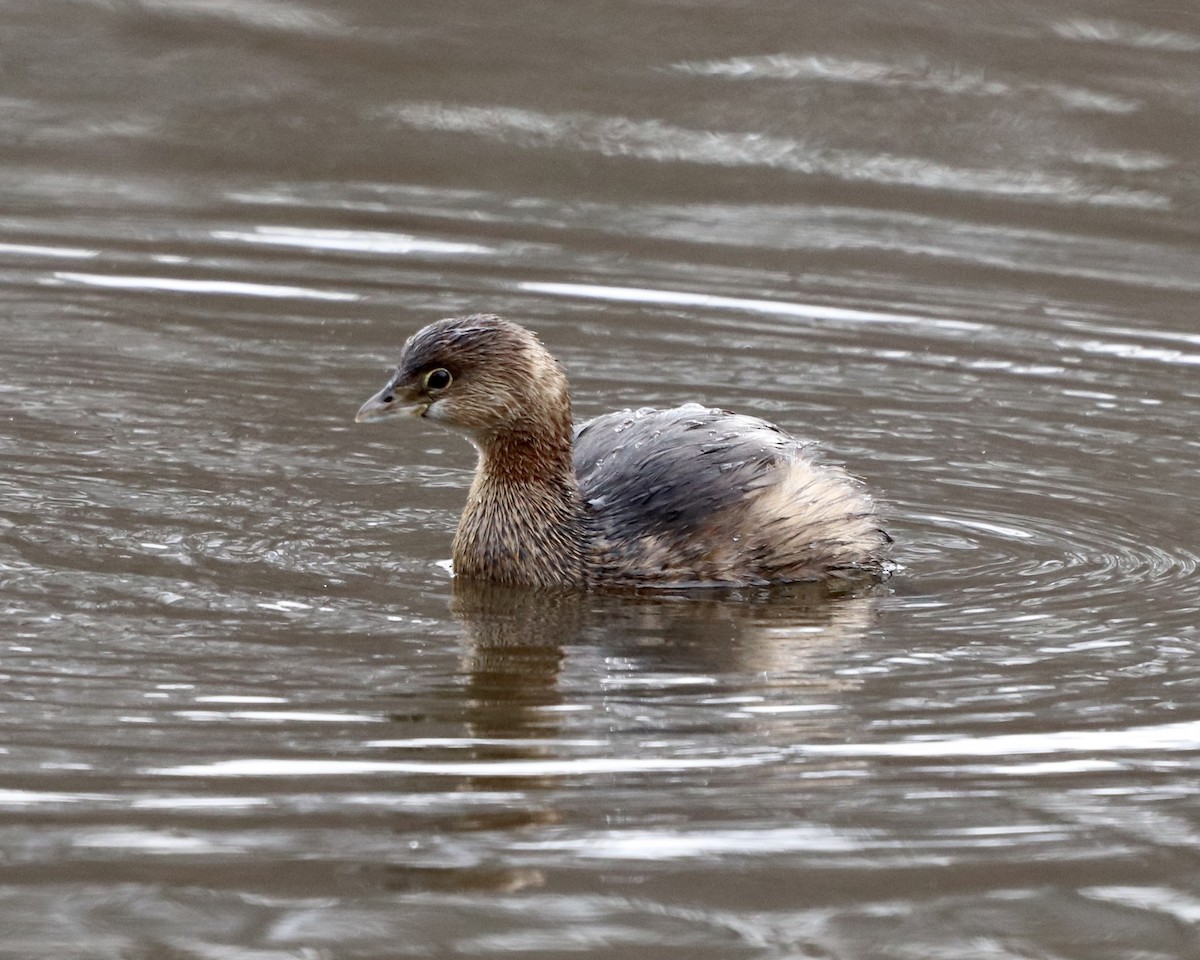 Pied-billed Grebe - ML285183181