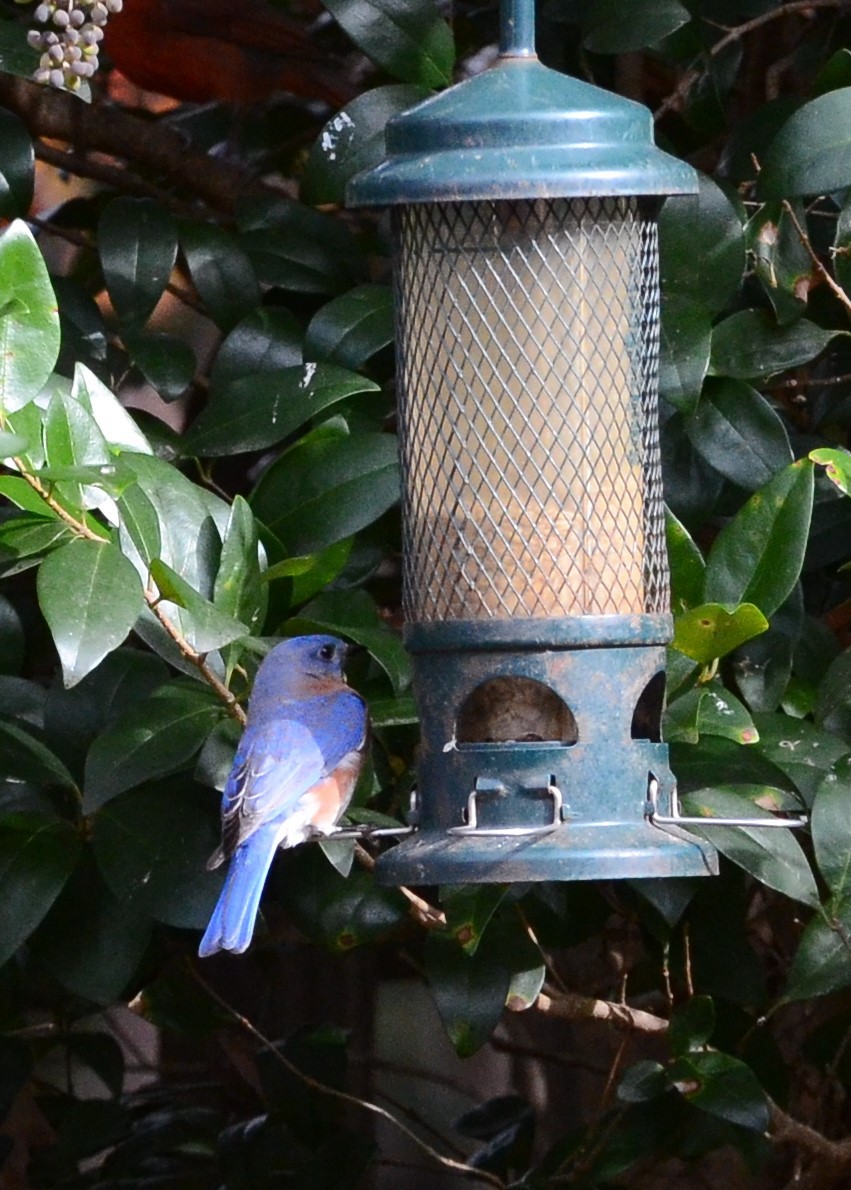 Eastern Bluebird - ML285183221