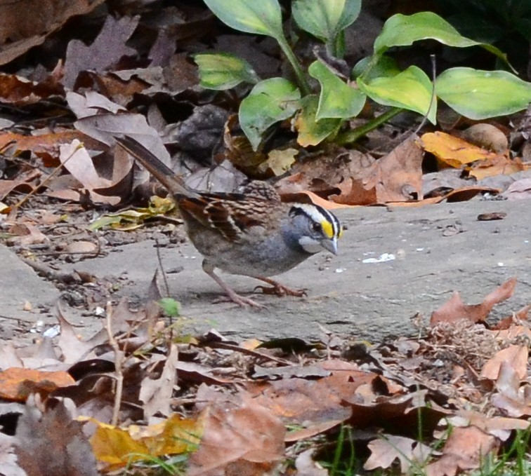 White-throated Sparrow - ML285183401
