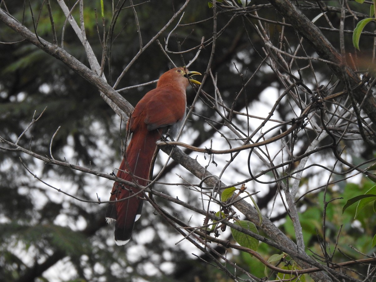Common Squirrel-Cuckoo - Jeniffer Gómez-Camargo