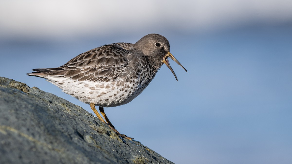 Rock Sandpiper - ML285188861