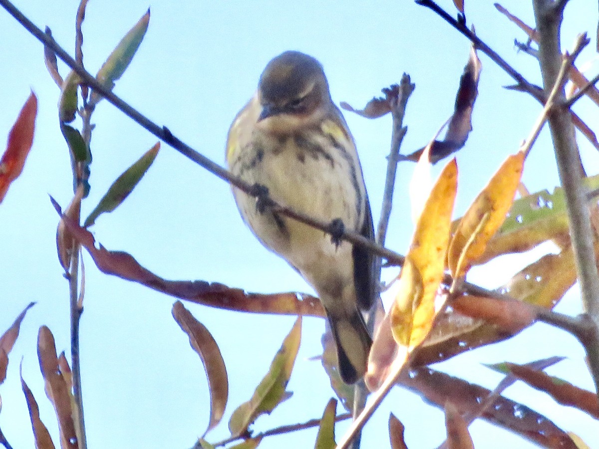 Yellow-rumped Warbler - ML285188951