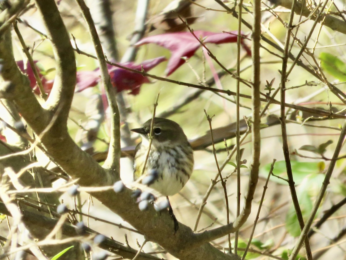 Yellow-rumped Warbler - ML285189181