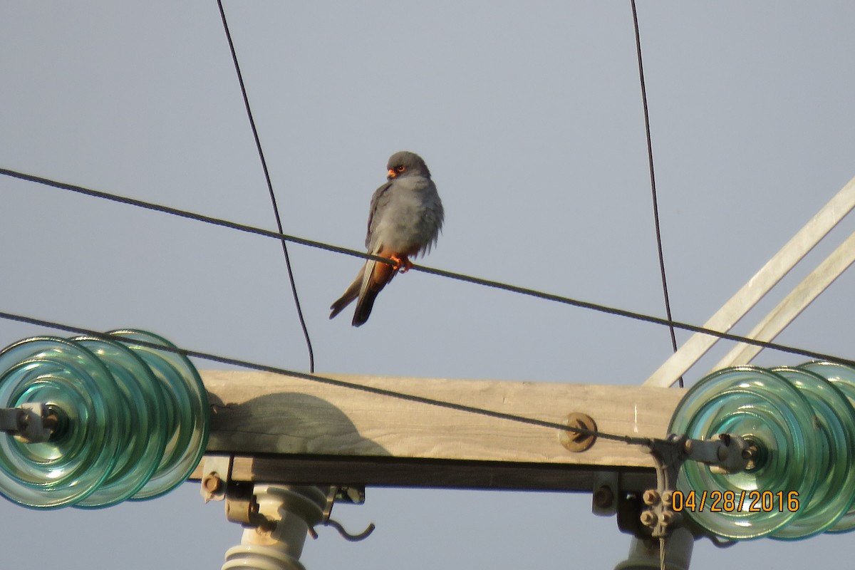 Red-footed Falcon - Paul Wolter