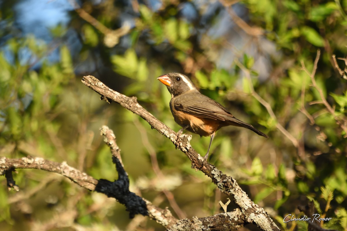 Saltator à bec orange - ML285189751