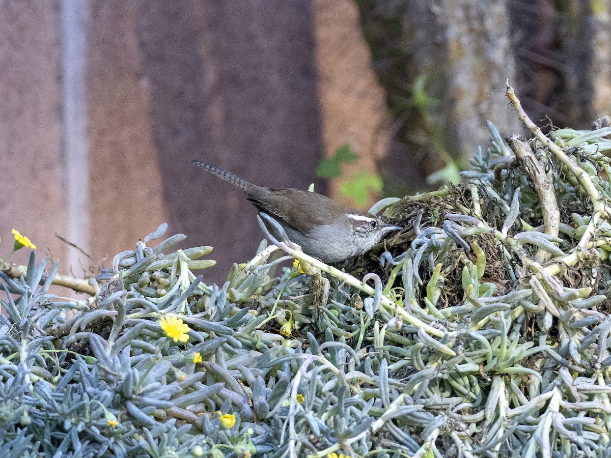 Bewick's Wren - ML285189931