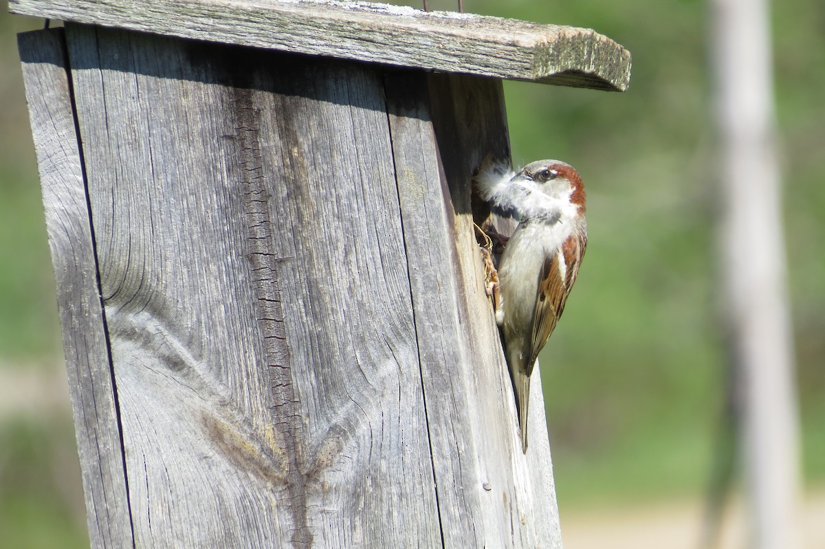 Moineau domestique - ML28519041