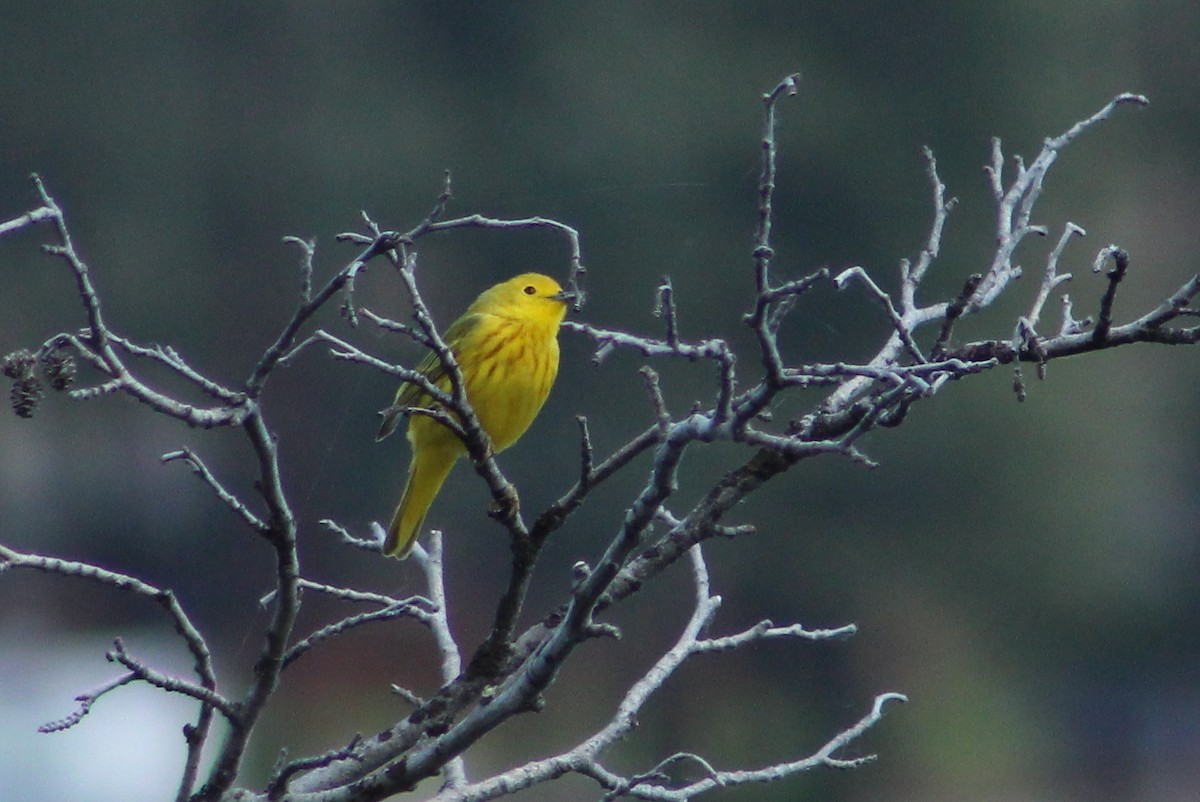 Yellow Warbler - ML28519081