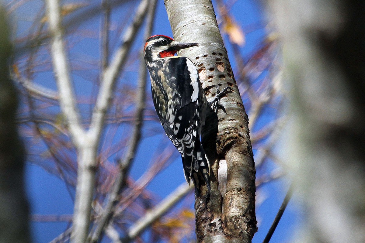 Red-naped Sapsucker - ML285191831