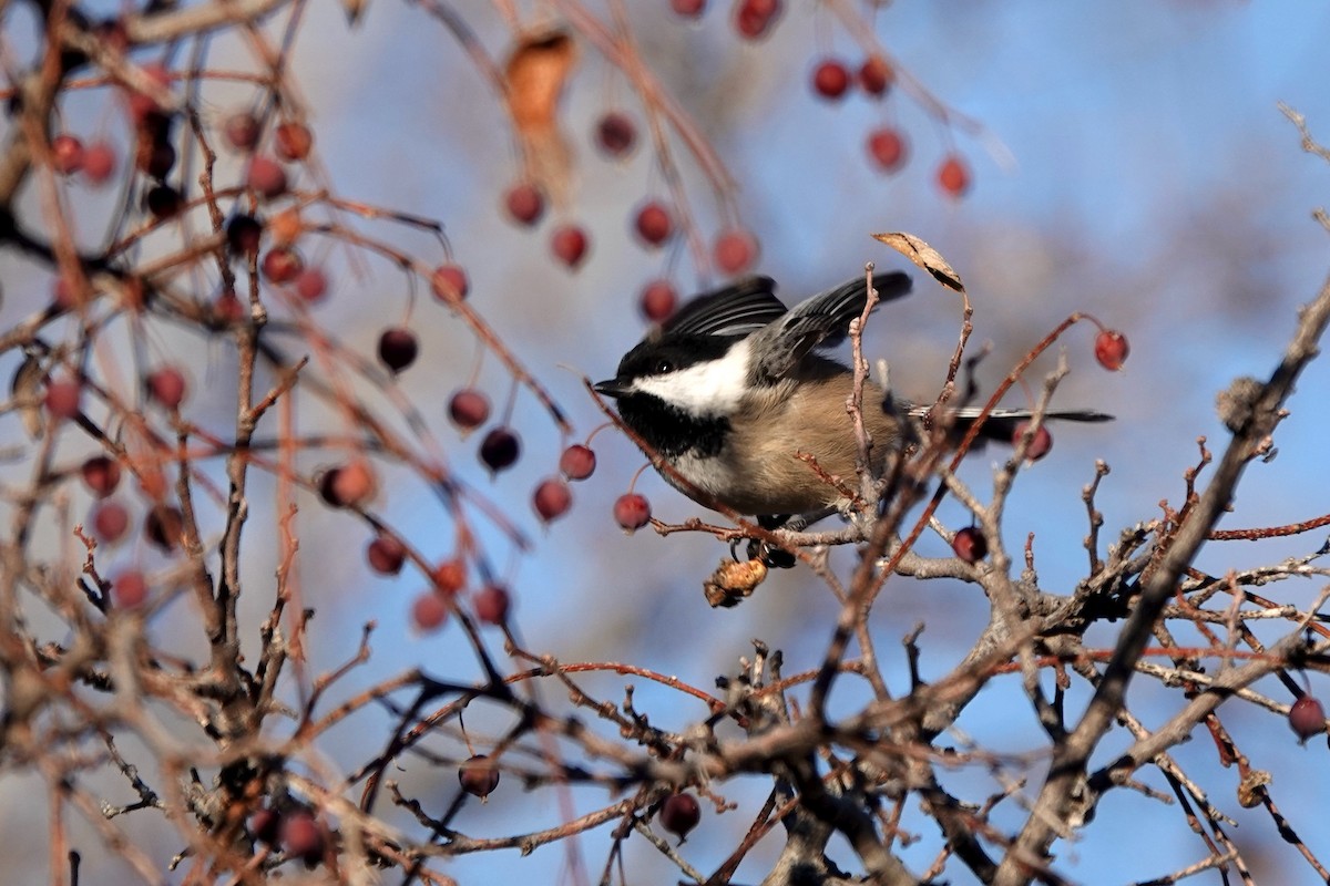 Black-capped Chickadee - Dondi Black