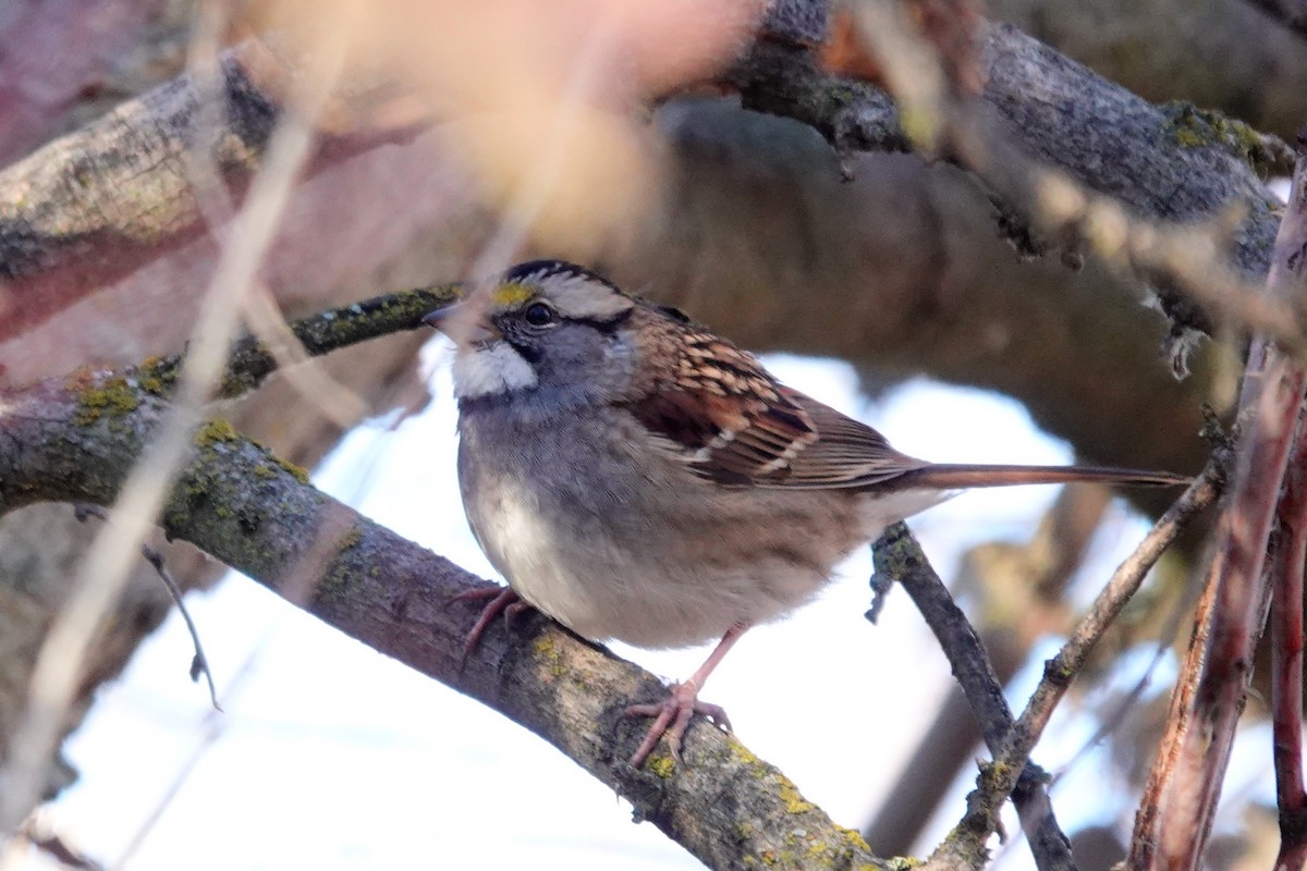 White-throated Sparrow - Dondi Black