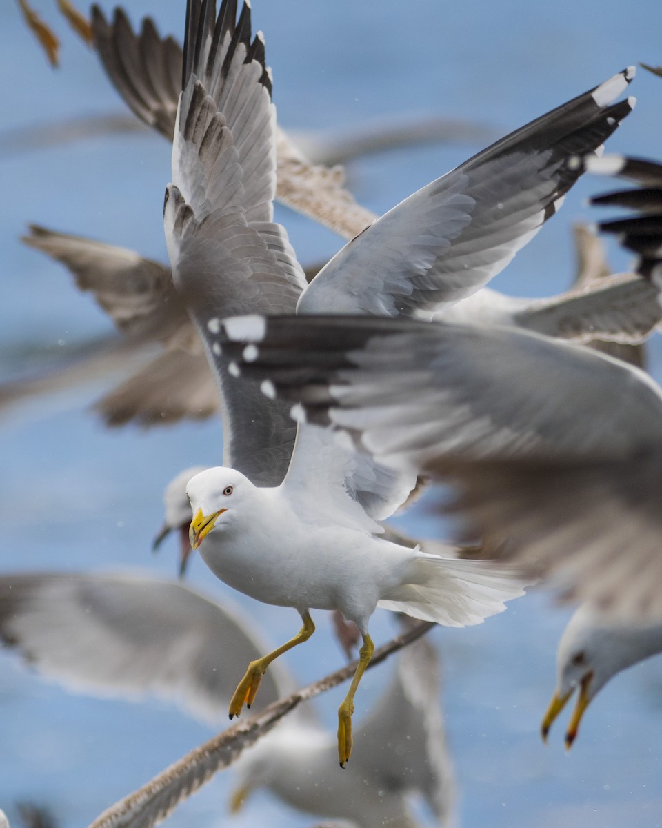 Yellow-legged Gull - ML285194551