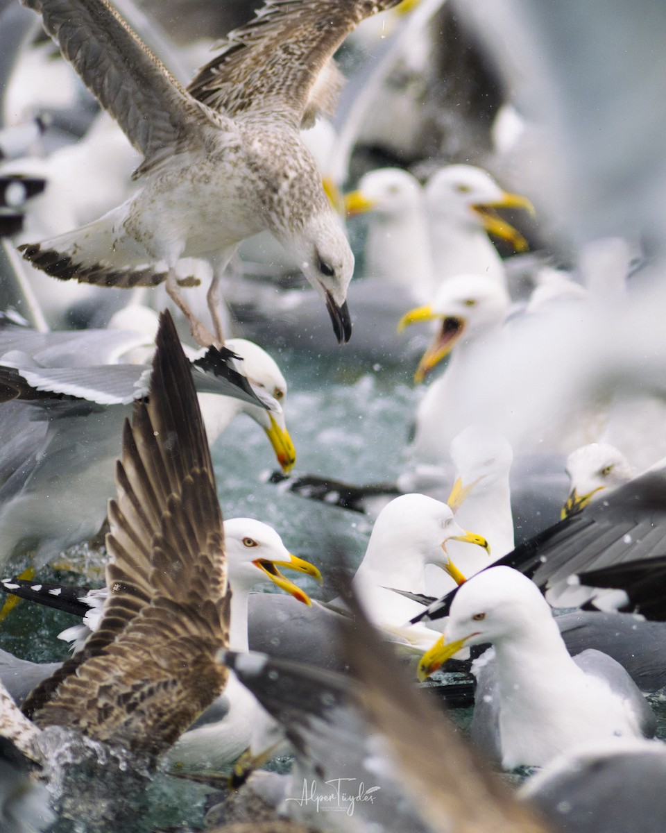 Yellow-legged Gull - Alper Tüydeş