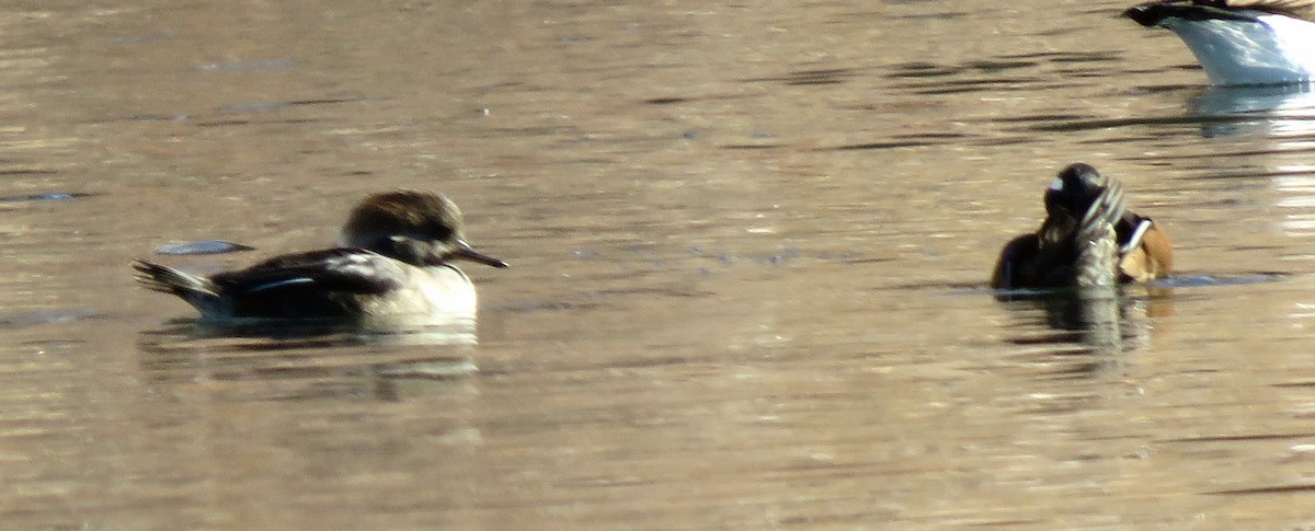 Hooded Merganser - Catherine Hagen