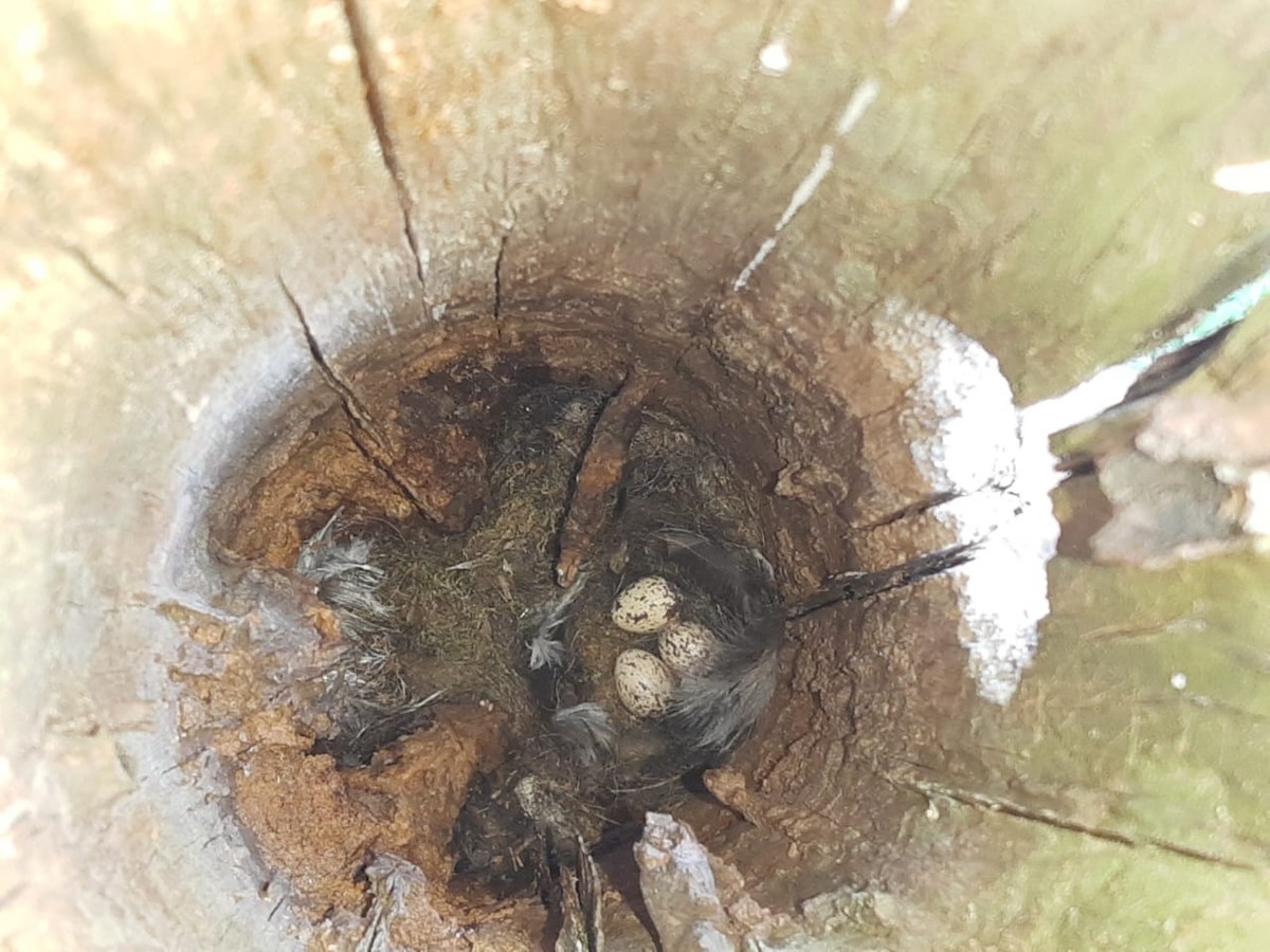 Streaked Flycatcher - ML285195711