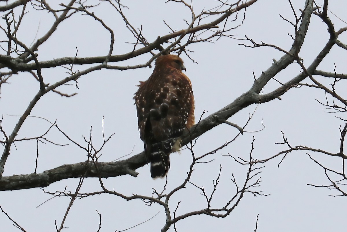 Red-shouldered Hawk - ML285196951