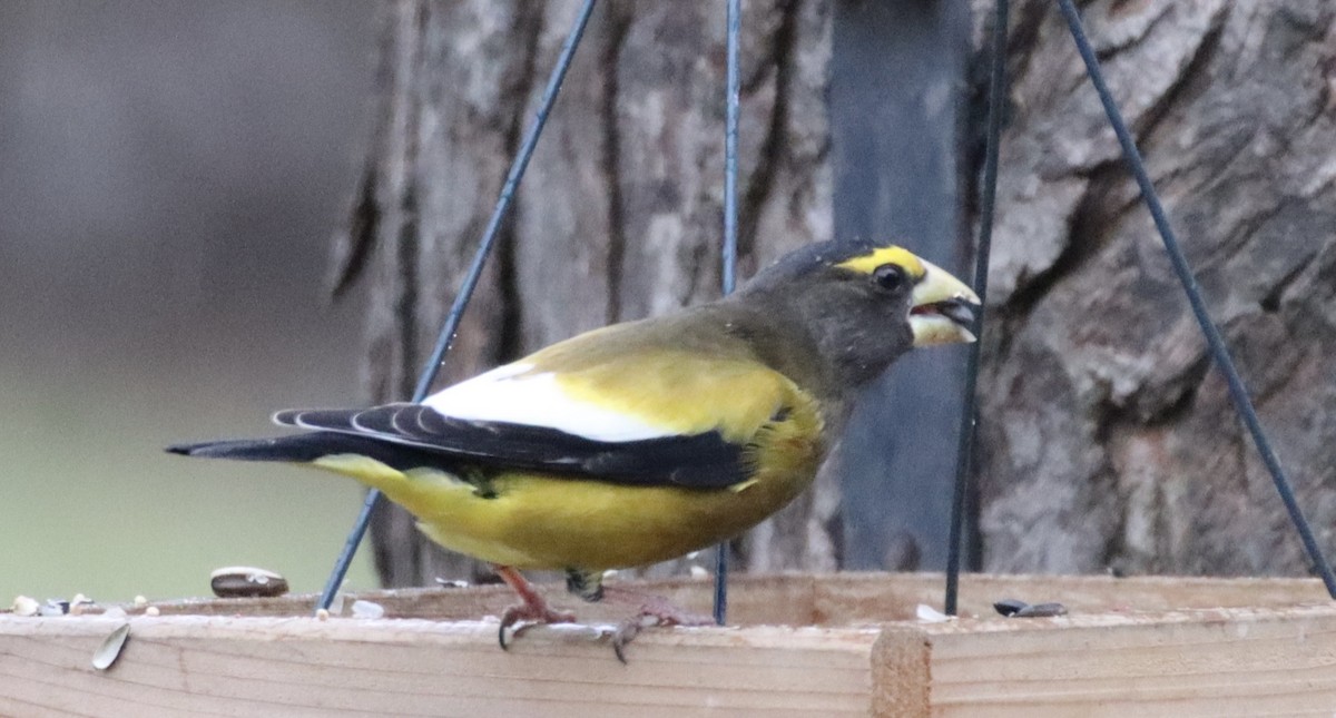 Evening Grosbeak - Laura Szmania