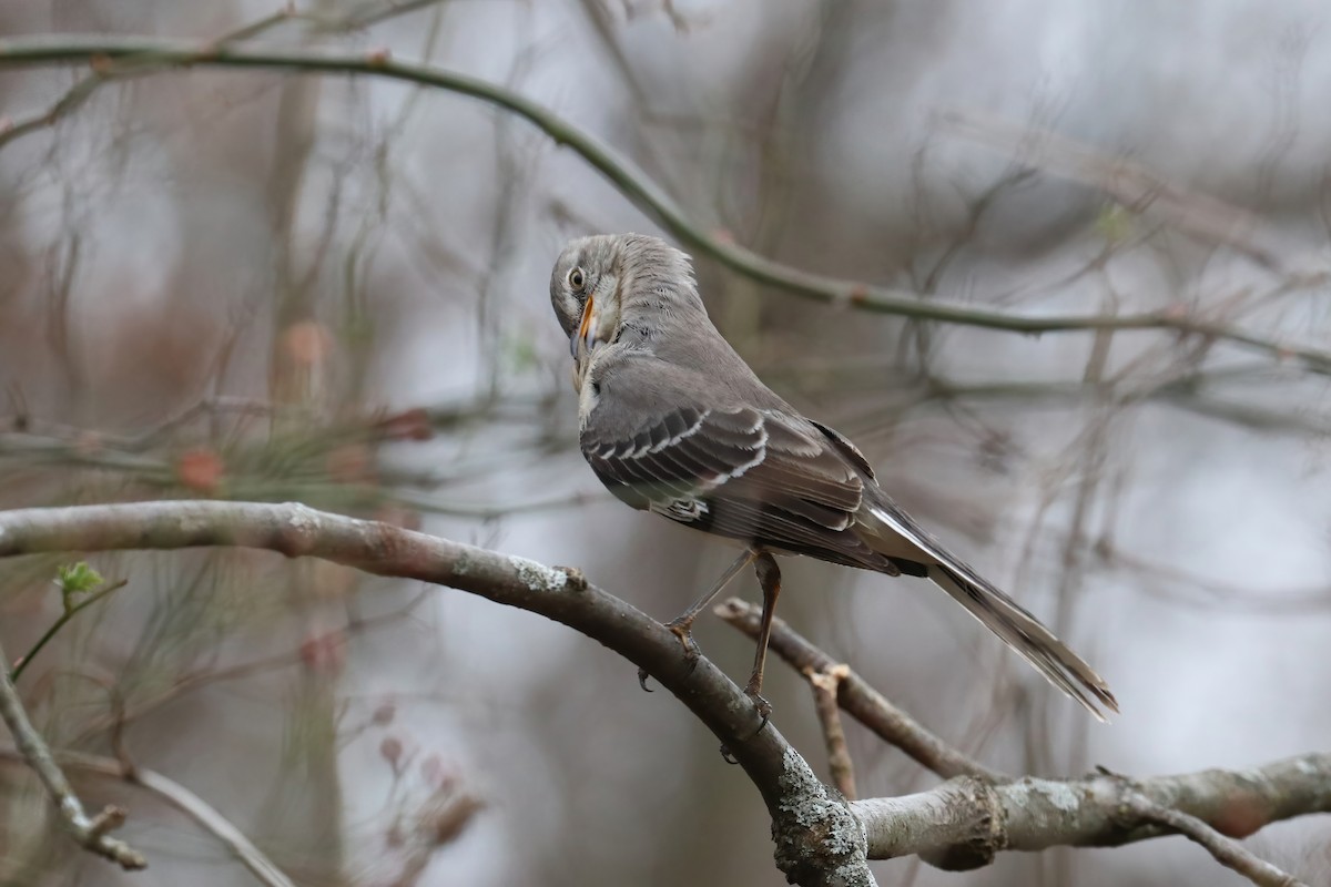 Northern Mockingbird - ML285197761