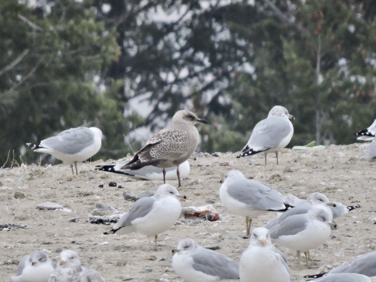 Gaviota Groenlandesa (thayeri) - ML285197771