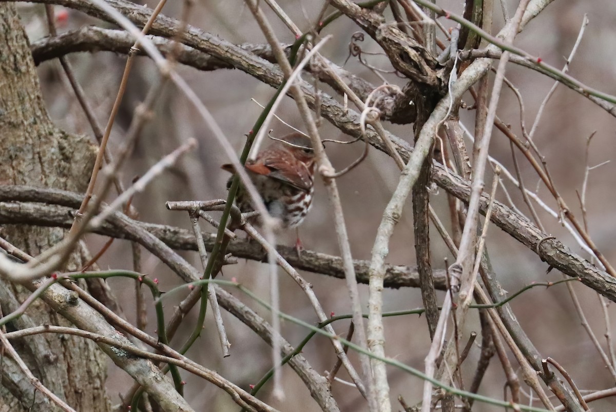 Fox Sparrow (Red) - ML285197971