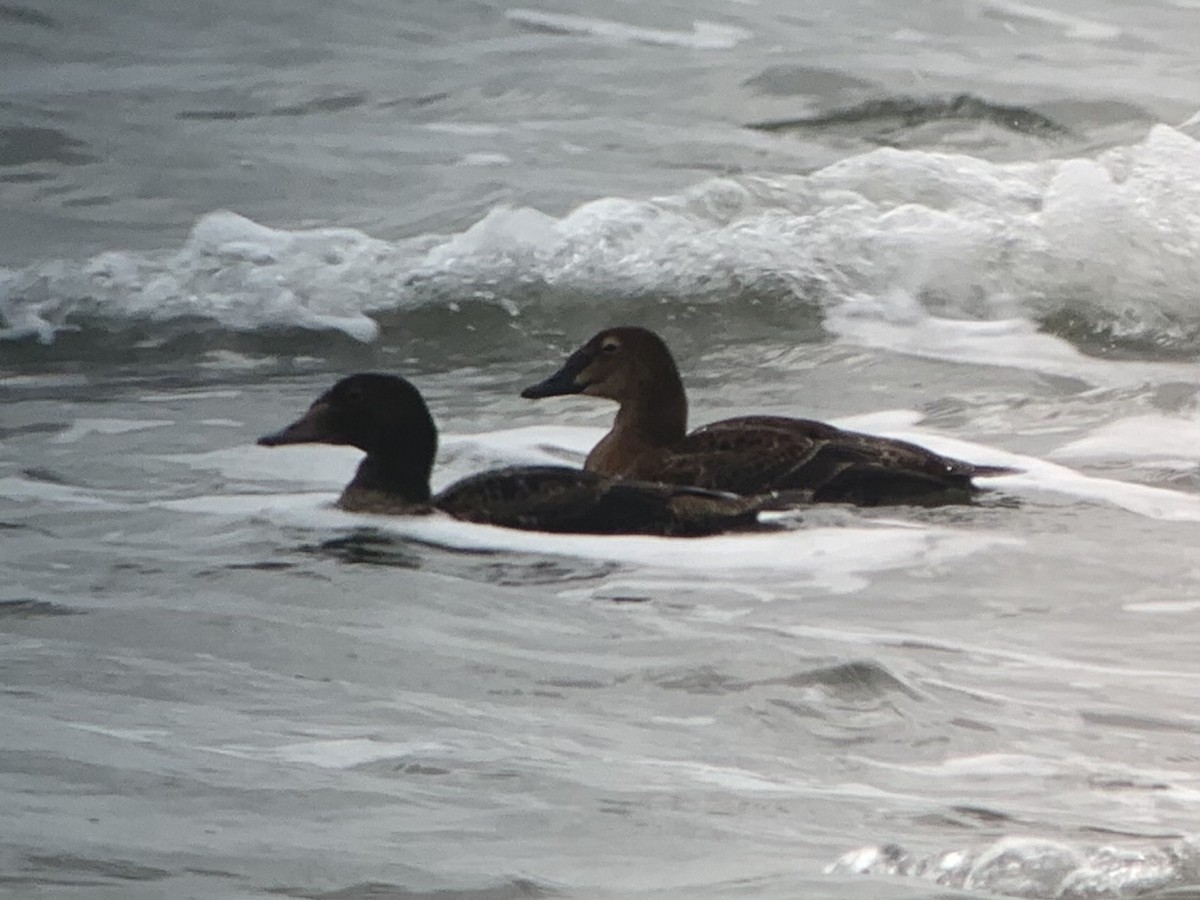 Eider à tête grise - ML285198461