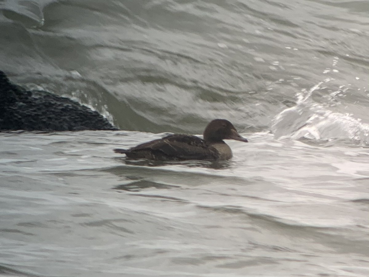 Eider à tête grise - ML285198481