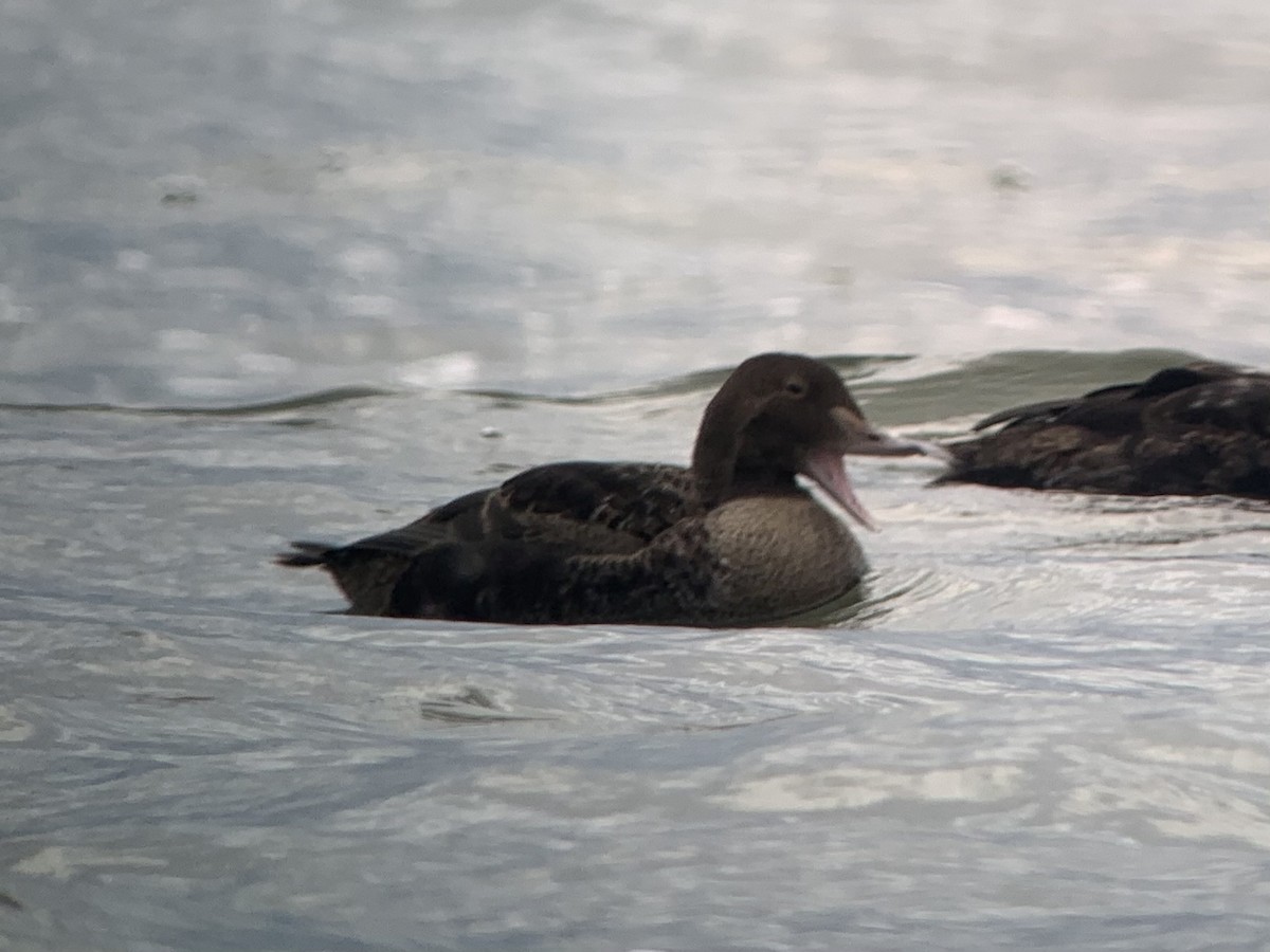 Eider à tête grise - ML285198491