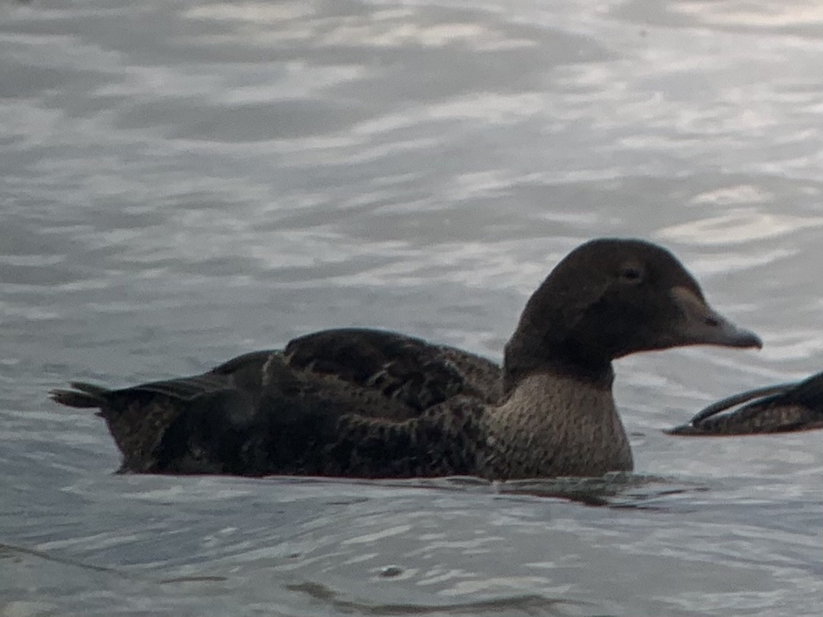 King Eider - ML285198501