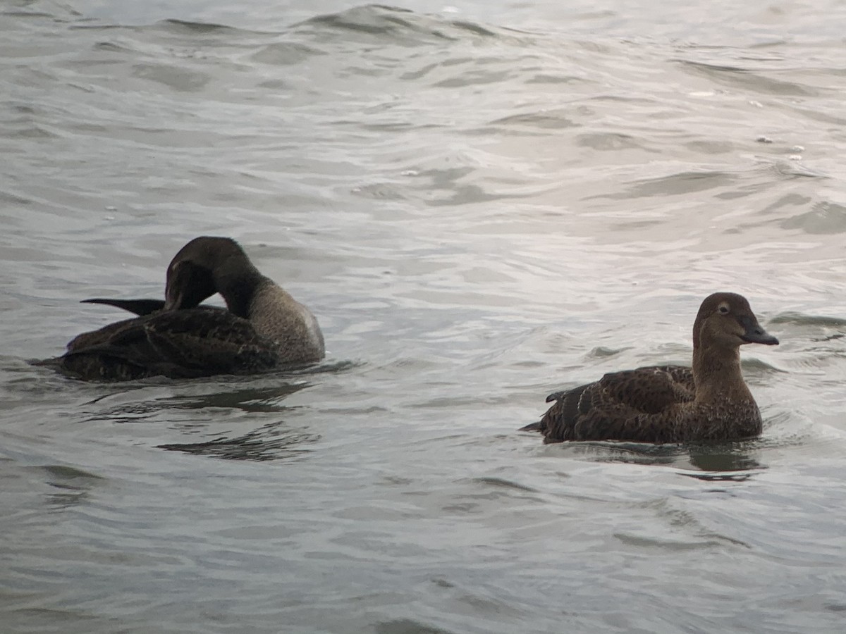 Eider à tête grise - ML285198511