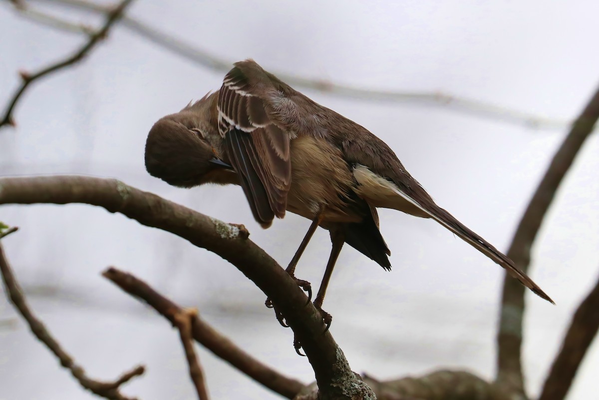 Northern Mockingbird - Suzanne O'Rourke