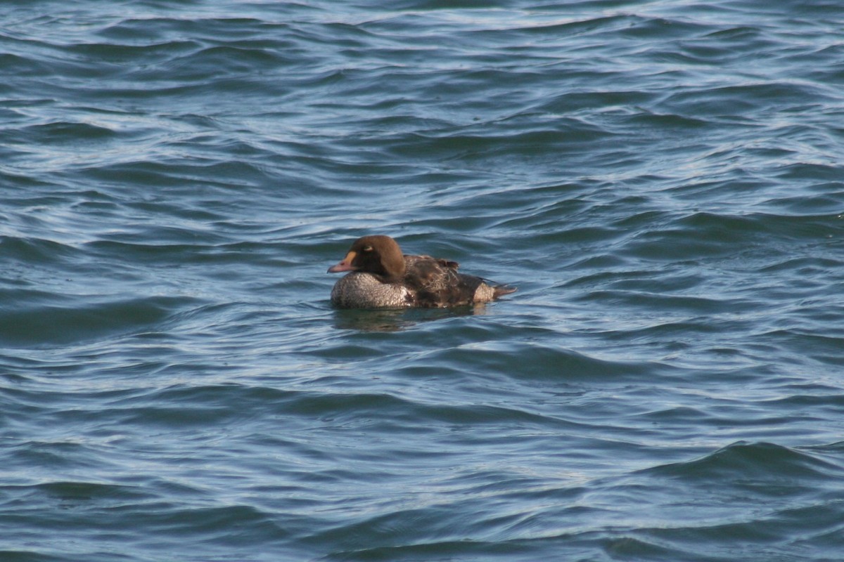 King Eider - ML285198971