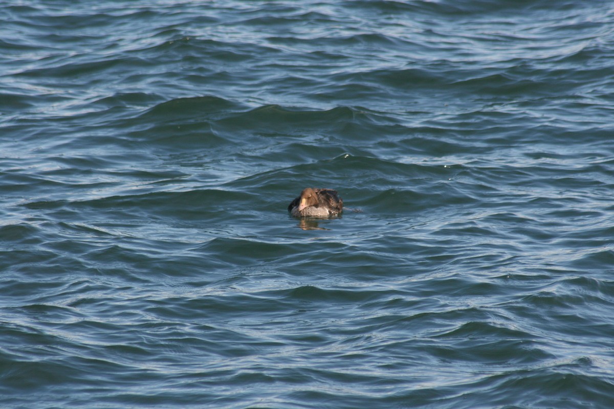 King Eider - ML285199191