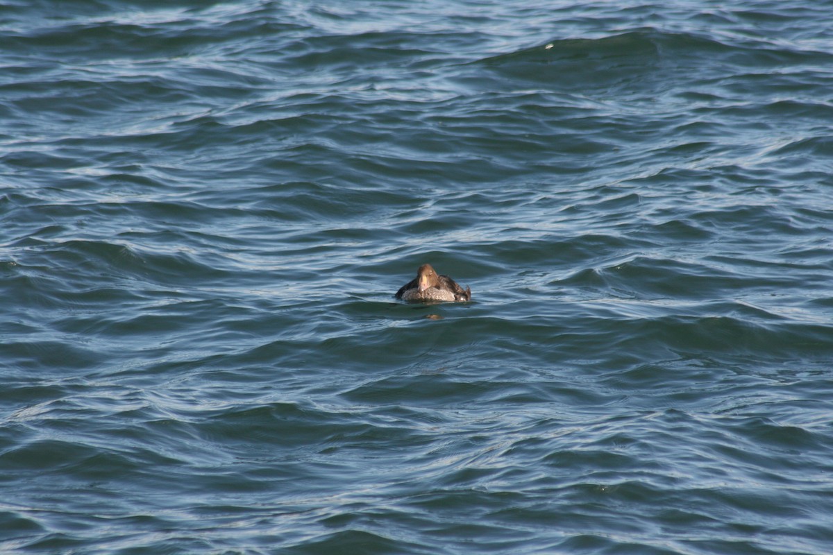 King Eider - ML285199261
